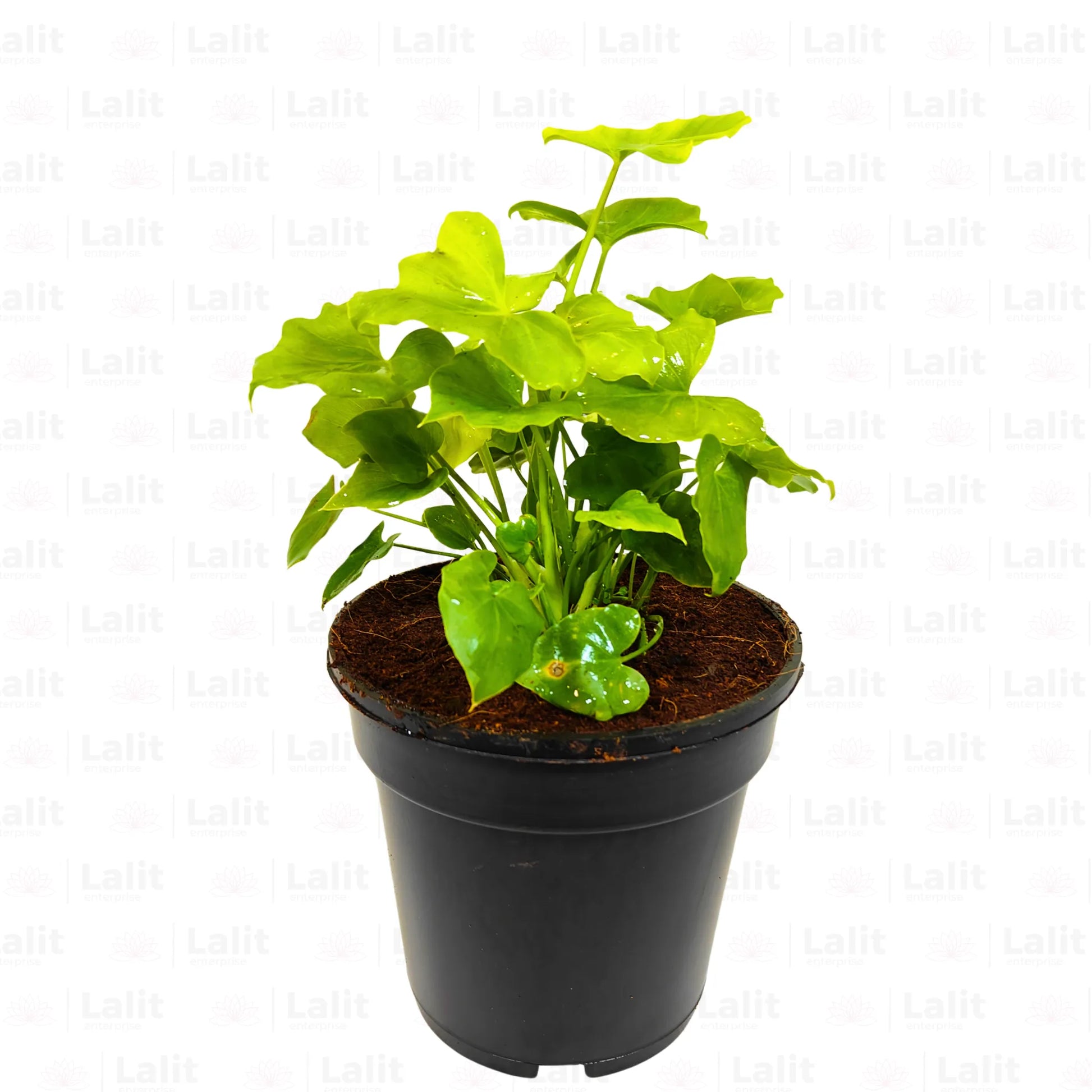 dwarf selloum philodendron Miniature Philodendron Selloum