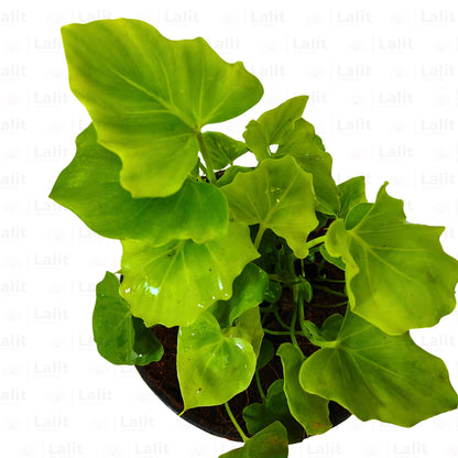 Buy Miniature Philodendron Selloum - Plant Online at Lalitenterprise