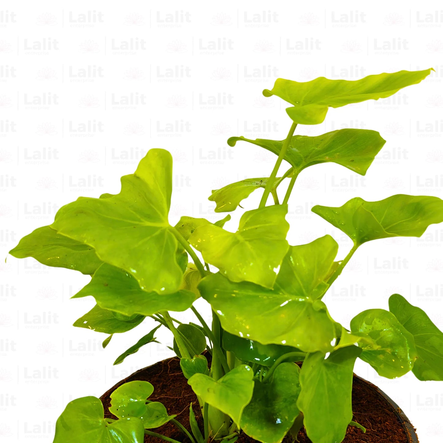 dwarf selloum philodendron Miniature Philodendron Selloum