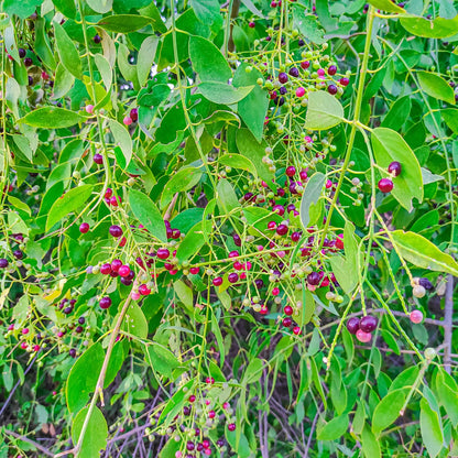 Buy Miswak Tree (Salvadora Persica) - Plant Online at Lalitenterprise