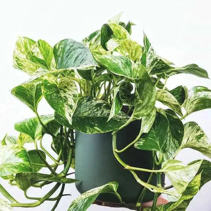 Buy Marble Queen Pothos Plants Online at Lalitenterprise