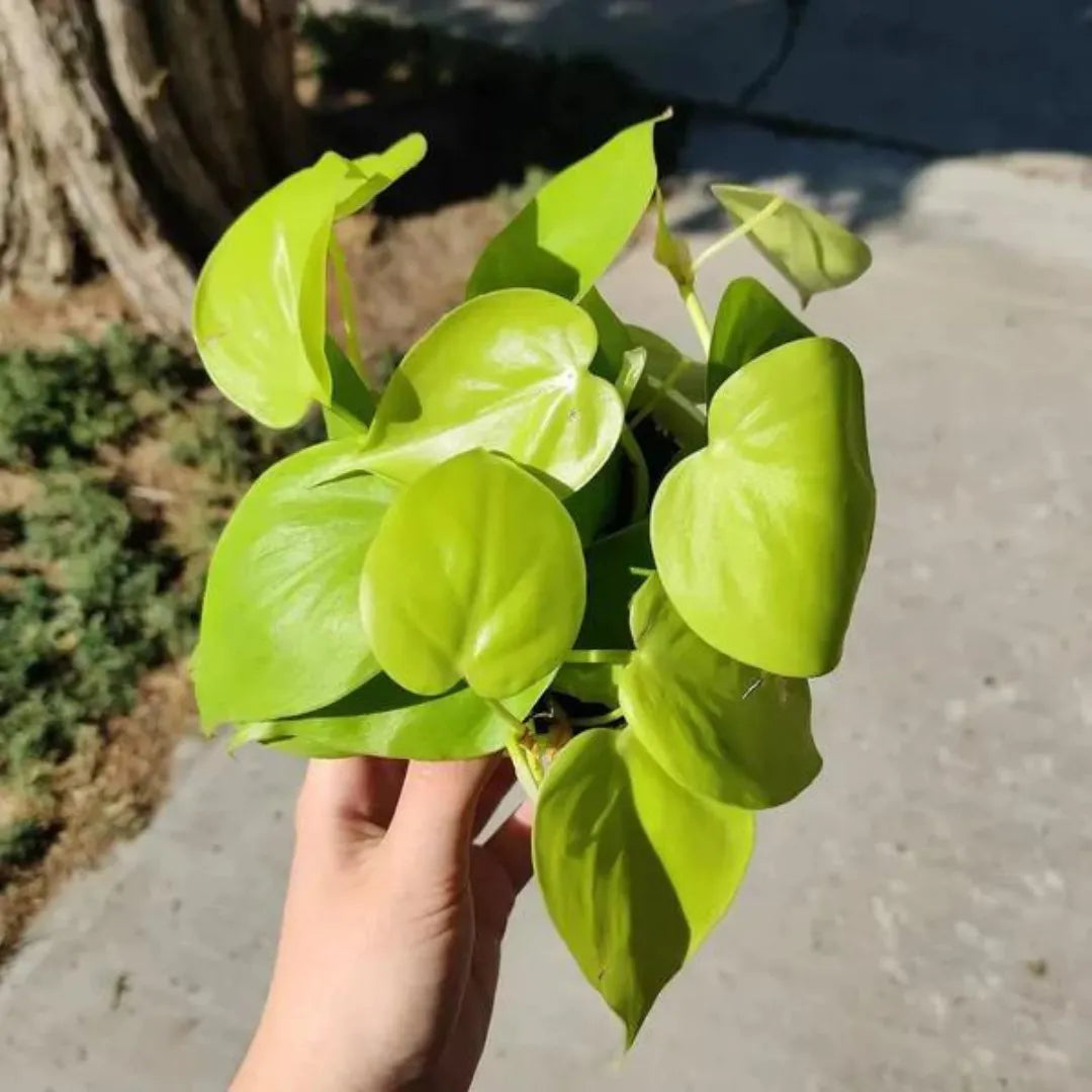 Buy Philodendron Oxycardium 'NEON' Plants Online at Lalitenterprise