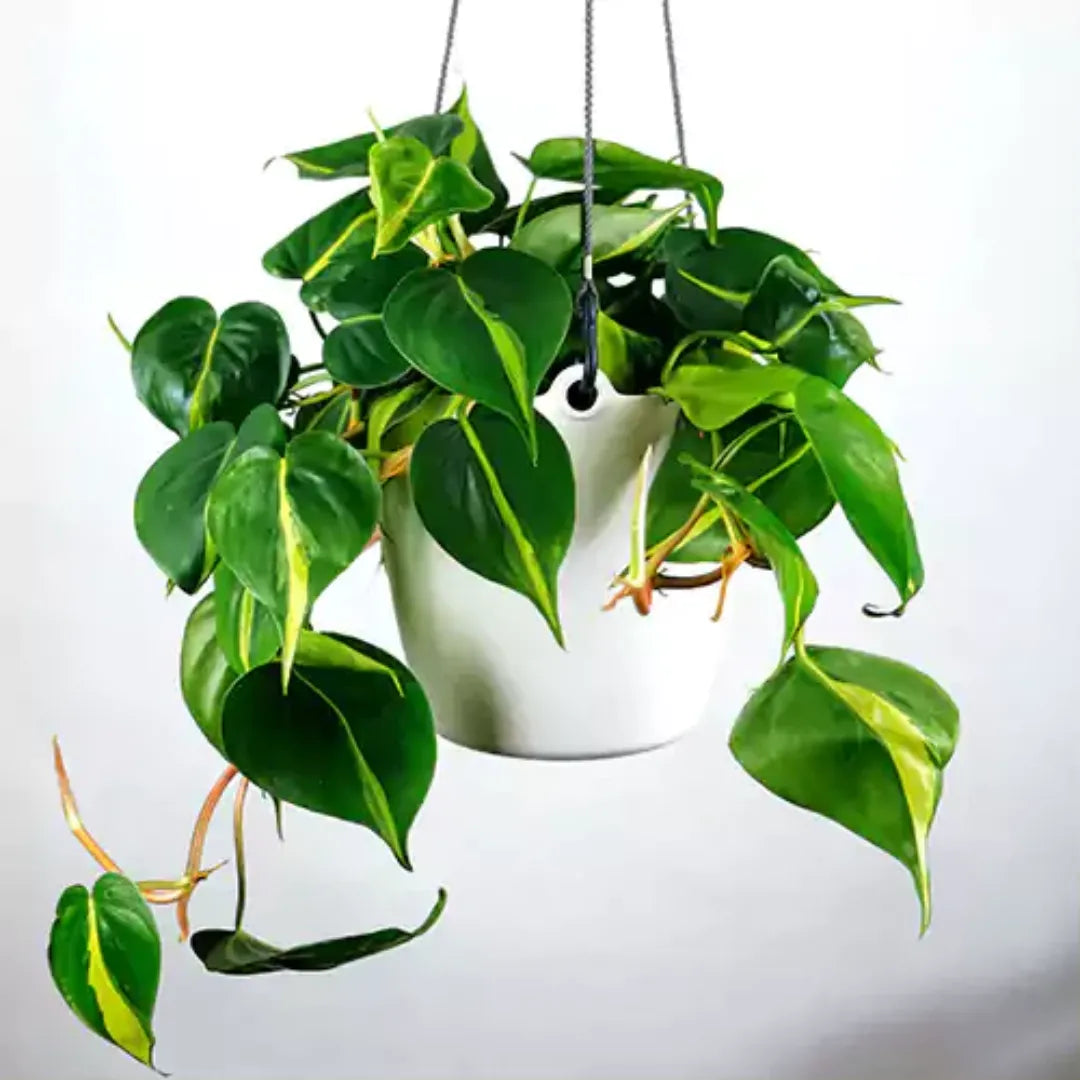 Buy Philodendron Brasil Plant Online at Lalitenterprise
