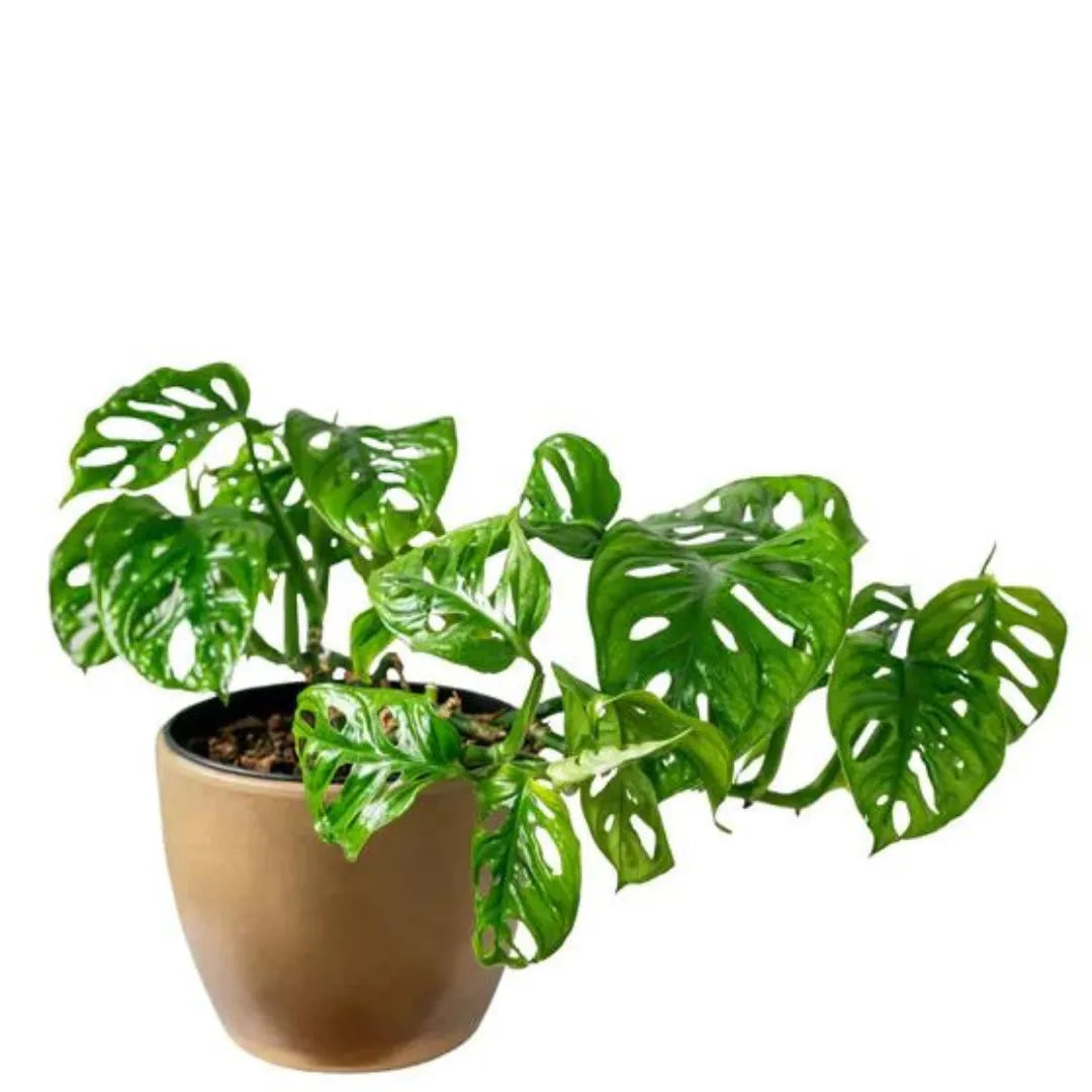 Buy Monstera Adansonii Plant Online at Lalitenterprise