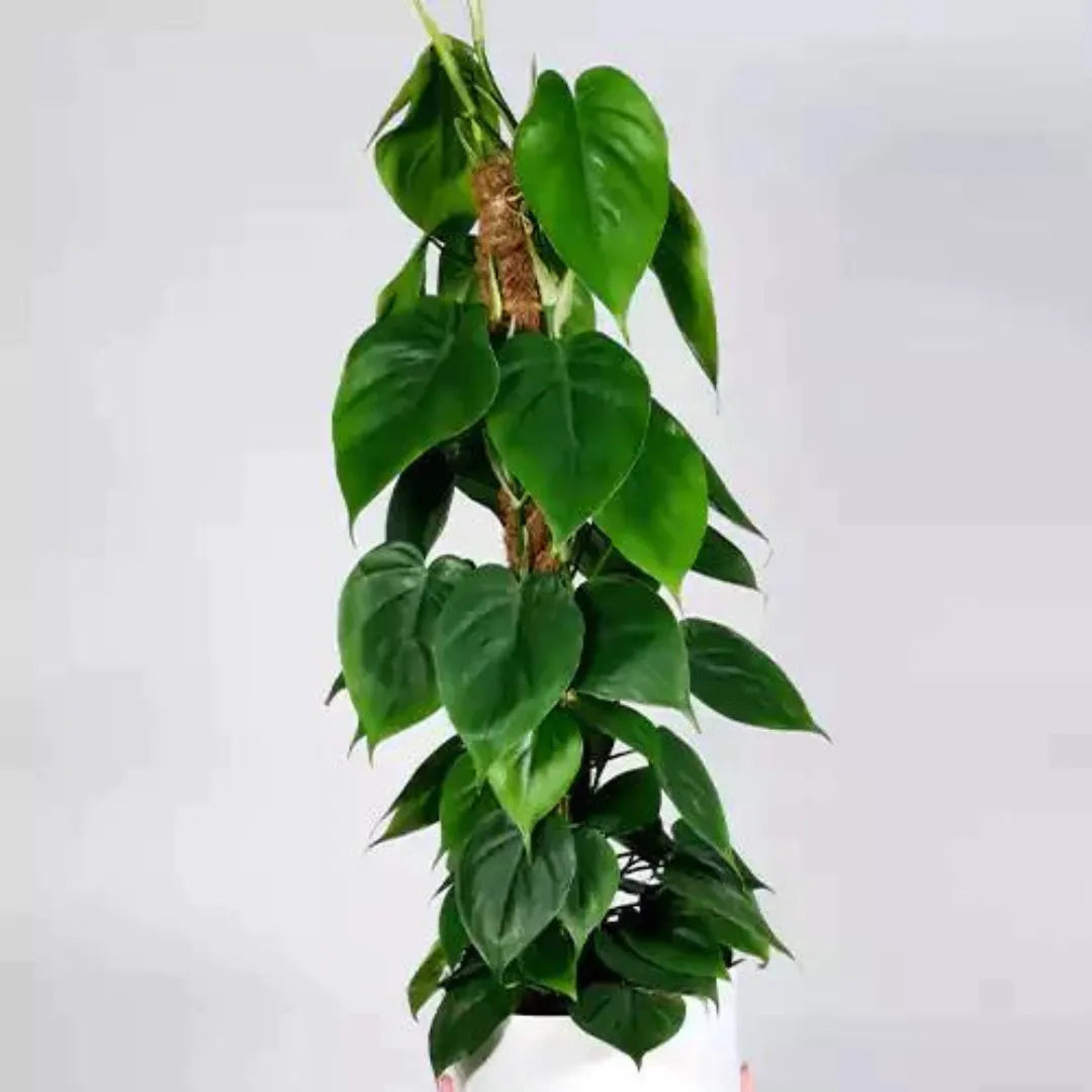 Buy Philodendron Oxycardium Green Plant Online at Lalitenterprise