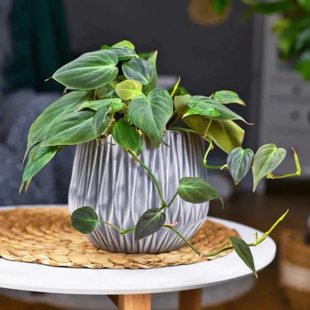 Buy Philodendron Micans Plant Online at Lalitenterprise