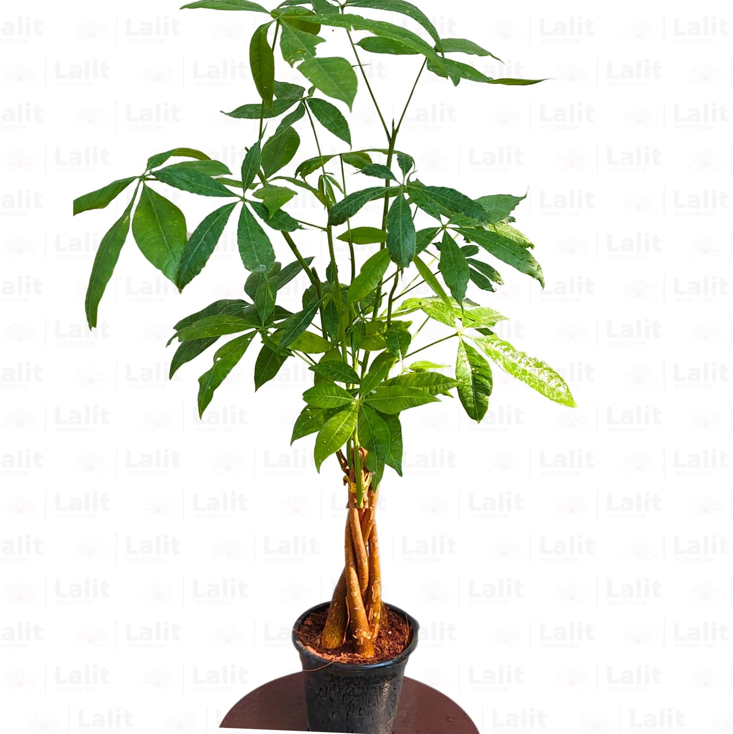 Buy Pachira Aquatica (Money Tree) - Plant Online at Lalitenterprise