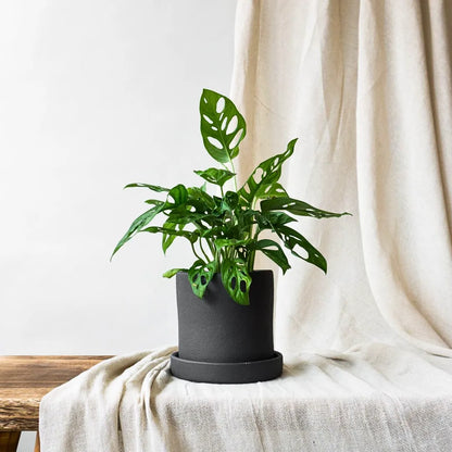 Buy Monstera Adansonii (Monkey Mask) - Plant Online at Lalitenterprise