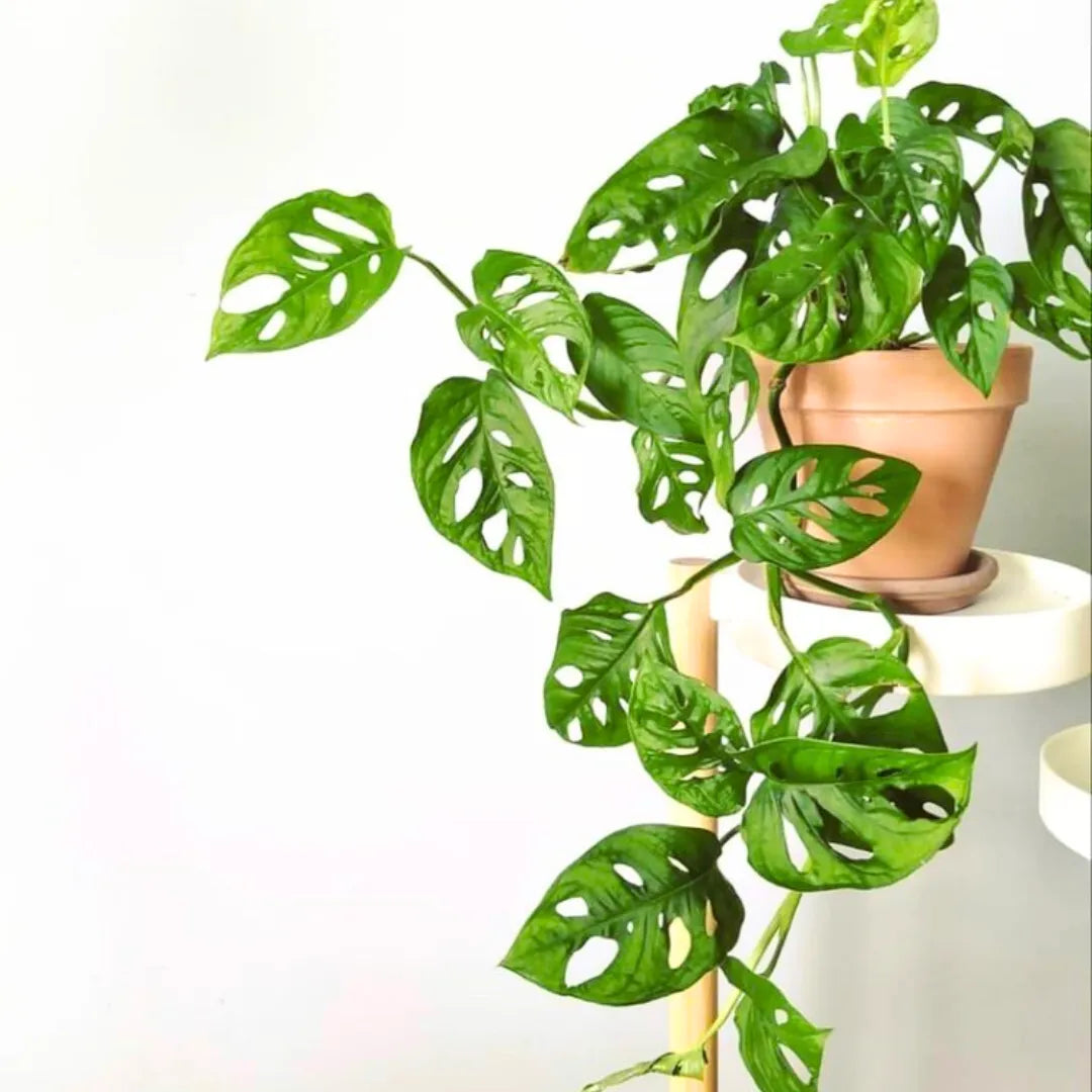 Buy Monkey Mask - Plant Online at Lalitenterprise