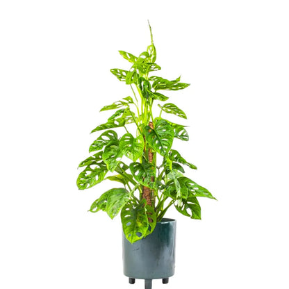 25 40cm monstera adansonii monkey mask 11cm pot house plant Monstera Adansonii (Monkey Mask)