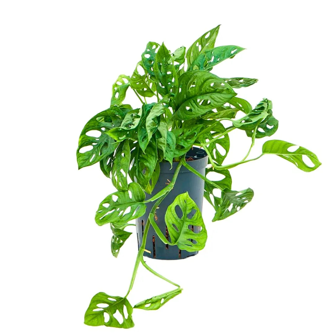 Buy Monstera Adansonii (Monkey Mask) - Plant Online at Lalitenterprise