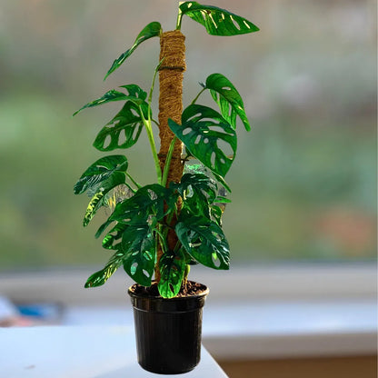 25 35cm monstera adansonii monkey mask 12cm pot house plant Monstera Adansonii "Monkey Mask" with Moss Stick