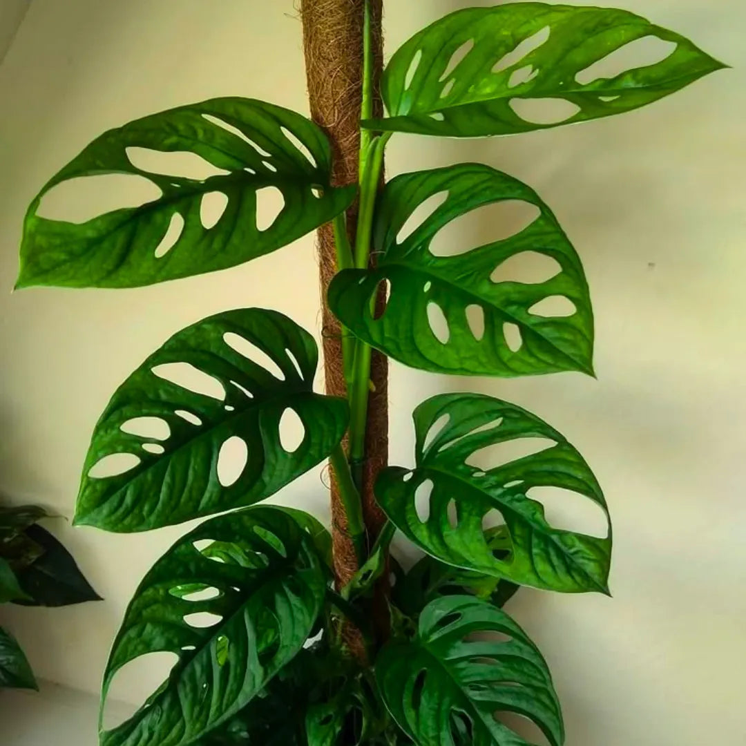 Buy Monstera Adansonii "Monkey Mask" with Moss Stick - Plant Online at Lalitenterprise