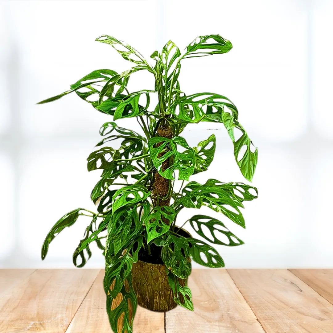 Buy Monstera Adansonii "Monkey Mask" with Moss Stick - Plant Online at Lalitenterprise