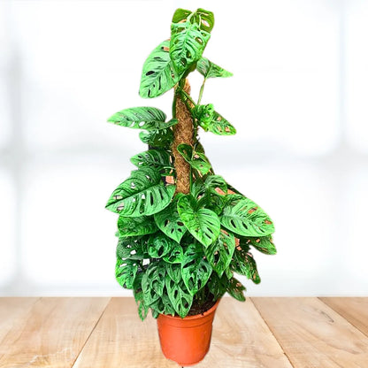 25 40cm monstera adansonii monkey mask 12cm pot house plant Monstera Adansonii "Monkey Mask" with Moss Stick