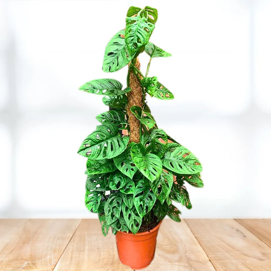 Buy Monstera Adansonii "Monkey Mask" with Moss Stick - Plant Online at Lalitenterprise