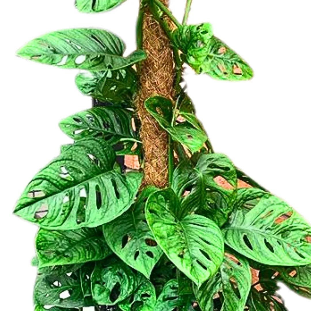 Buy Monstera Adansonii "Monkey Mask" with Moss Stick - Plant Online at Lalitenterprise