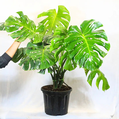 Buy Monstera Deliciosa "Swiss Cheese" - Plant Online at Lalitenterprise