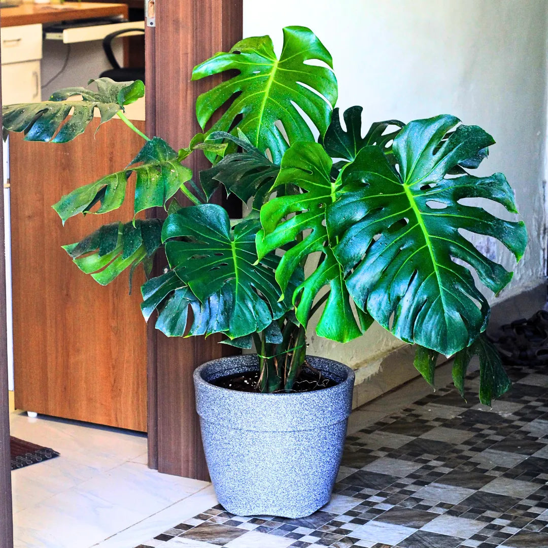 Buy Monstera Deliciosa - Plant Online at Lalitenterprise