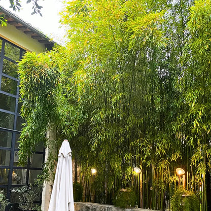 Buy Bambusa Multiplex - Plant Online at Lalitenterprise-