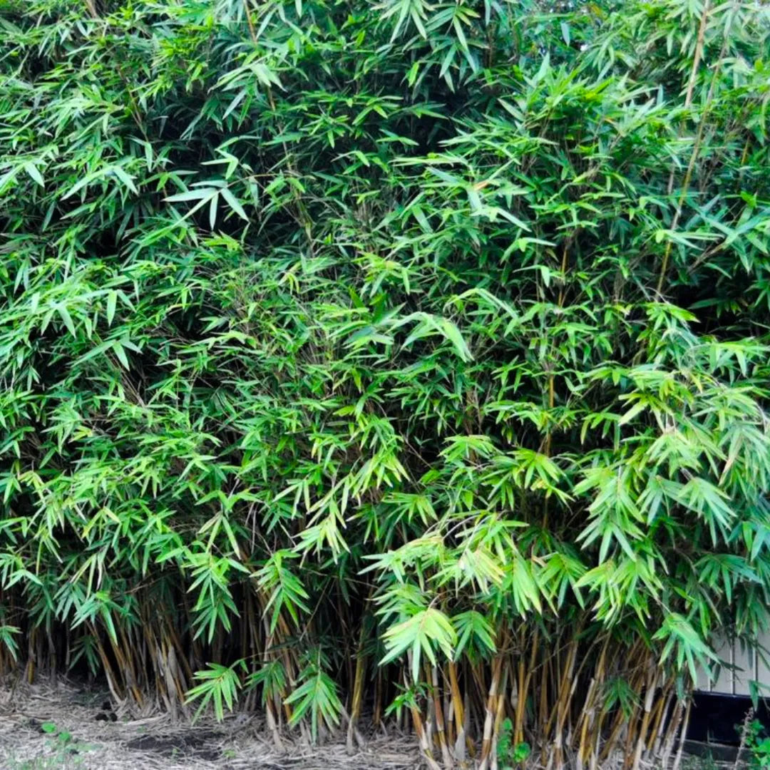 Buy Multiplex Bamboo (Bambusa Multiplex) - Plant Online at Lalitenterprise-