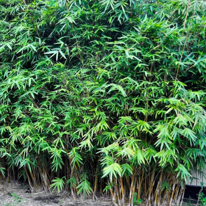 Buy Multiplex Bamboo (Bambusa Multiplex) - Plant Online at Lalitenterprise-