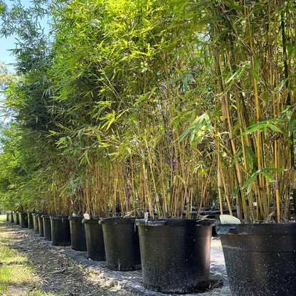 Buy Multiplex Bamboo - Plant Online at Lalitenterprise-