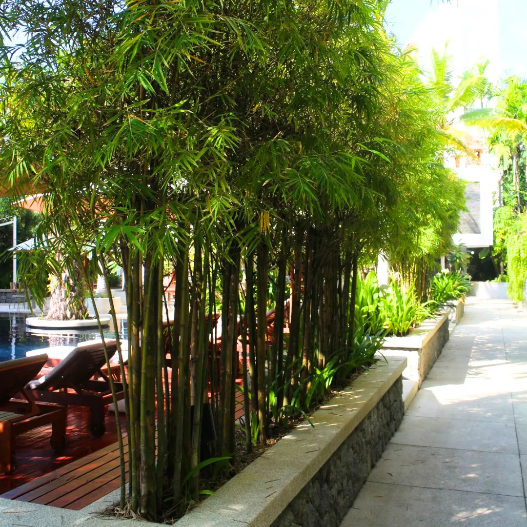 Buy Multiplex Bamboo (Bambusa Multiplex) - Plant Online at Lalitenterprise-