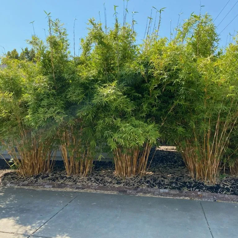 Buy Multiplex Bamboo (Bambusa Multiplex) - Plant Online at Lalitenterprise