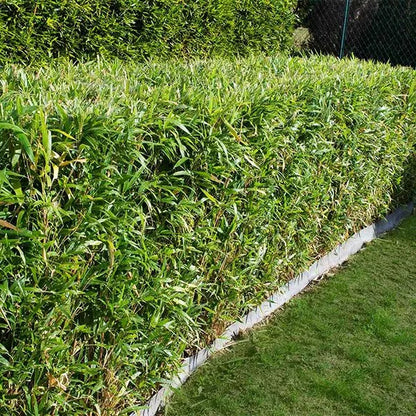 Buy Multiplex Bamboo (Bambusa Multiplex) - Plant Online at Lalitenterprise