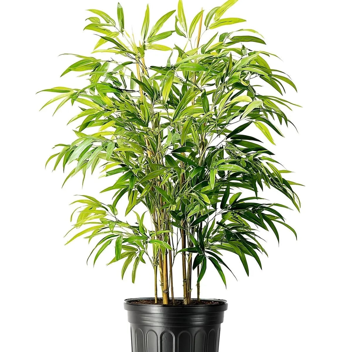 Buy Multiplex Bamboo (Bambusa Multiplex) - Plant Online at Lalitenterprise