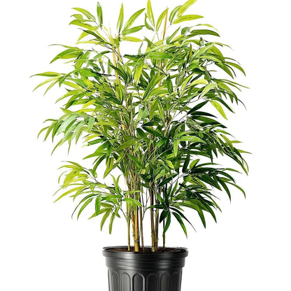 Buy Multiplex Bamboo (Bambusa Multiplex) - Plant Online at Lalitenterprise
