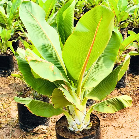 Buy Musa Palm Banana - Plant Online at Lalitenterprise