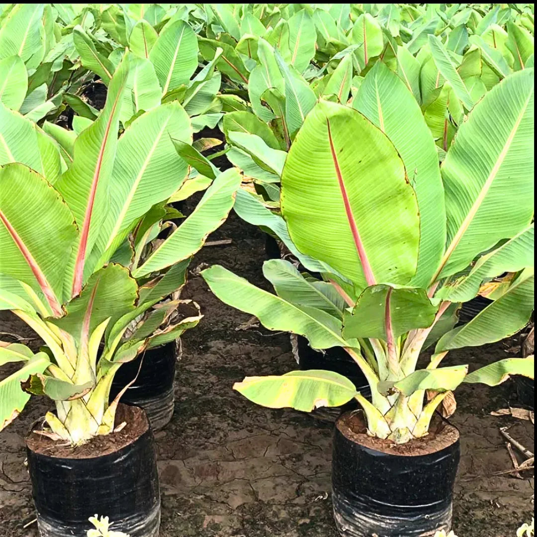 Buy Musa Palm Banana - Plant Online at Lalitenterprise