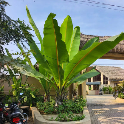 Buy Musa Palm Banana - Plant Online at Lalitenterprise