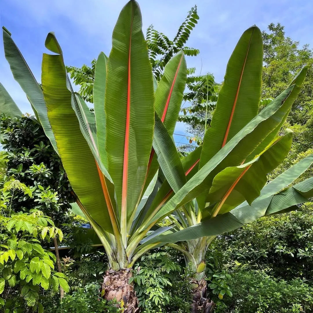 Buy Musa Palm Banana - Plant Online at Lalitenterprise
