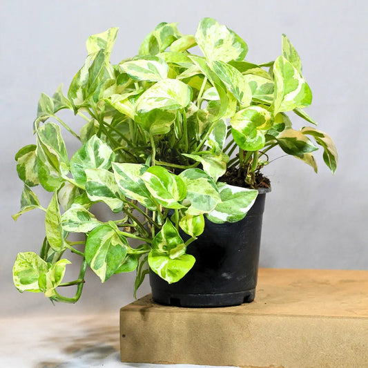 Buy N’Joy Pothos , Variegated Money Plant Online at Lalitenerprise