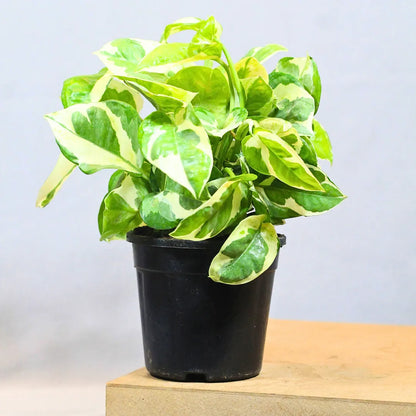 is pothos money plant N’Joy Pothos, Variegated Money Plant
