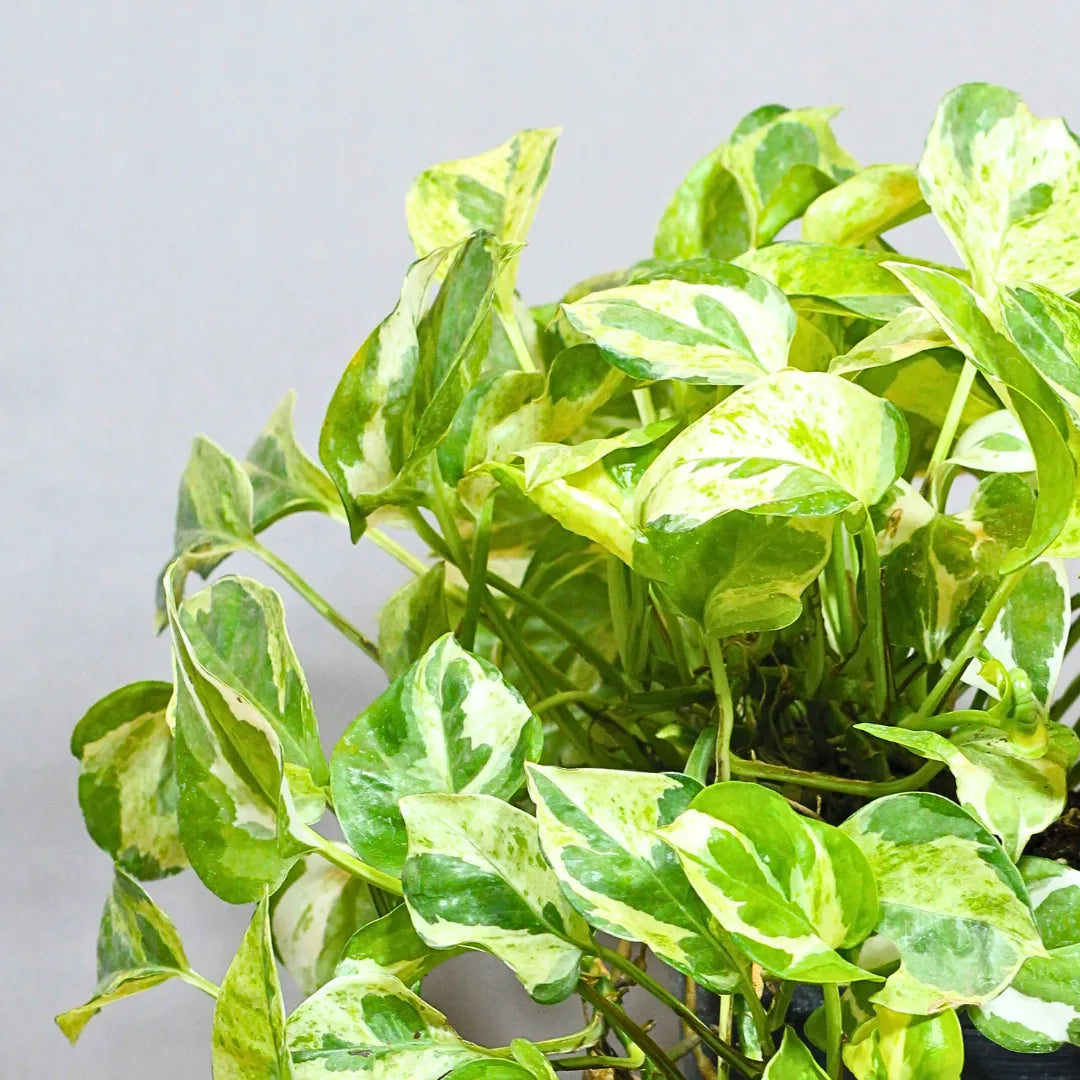 Buy N’Joy Pothos Plant Online at Lalitenerprise