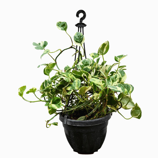 Buy N Joy Pothos (Variegated Money Plant) With Hanging Basket Online at Lalitenterprise