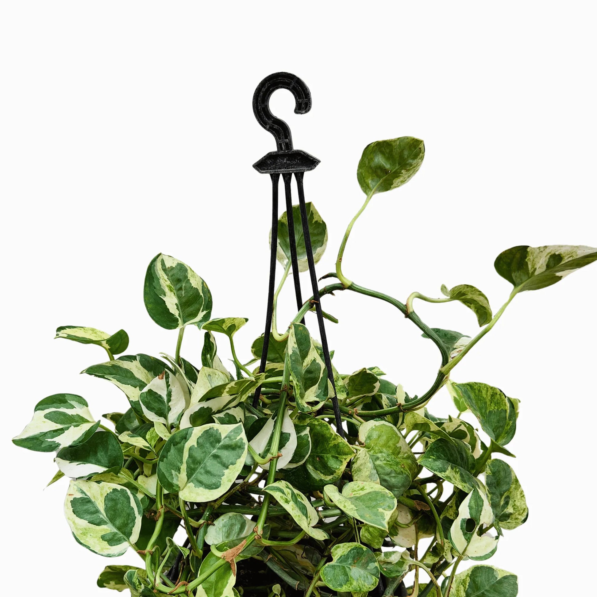 buying hanging basket plants online N'Joy' Pothos (Variegated Money Plant) with Hanging Basket – Lalit Enterprise