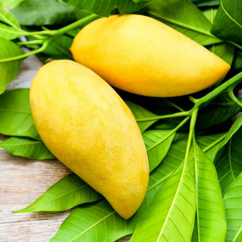 Buy Nam Dok Mai Mango "Grafted" - Plant Online at Lalitenterprise
