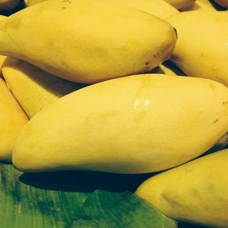 Buy Nam Dok Mai Mango "Grafted" - Plant Online at Lalitenterprise