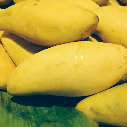 Buy Nam Dok Mai Mango "Grafted" - Plant Online at Lalitenterprise