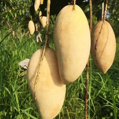Buy Nam Dok Mai Mango "Grafted" - Plant Online at Lalitenterprise