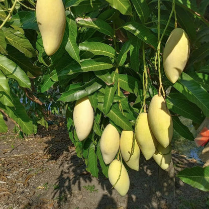 Buy Nam Dok Mai Mango "Grafted" - Plant Online at Lalitenterprise