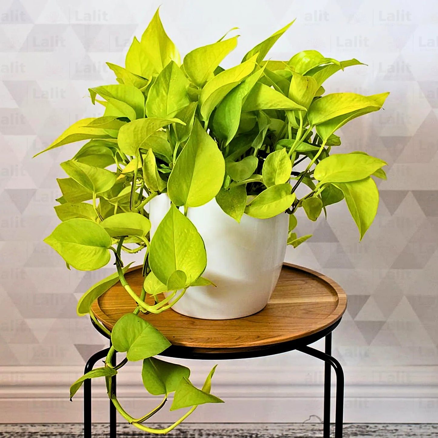Buy Neon Pothos | Golden Money Plant Online at Lalitenterprise