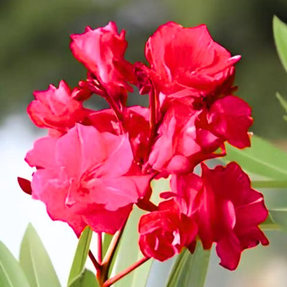 Buy Nerium Oleander Double Petal "Red" - Plant Online at Lalitenterprise