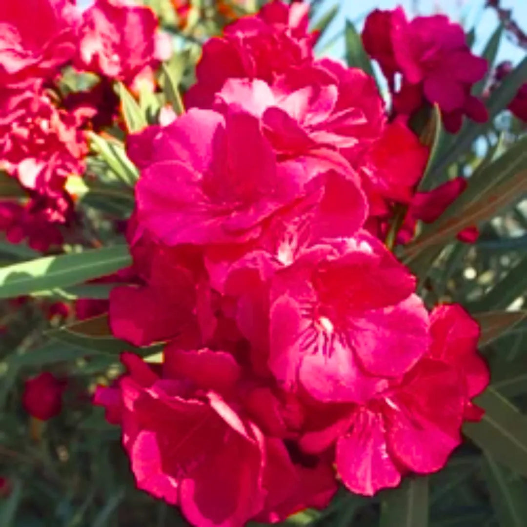 Buy Nerium Oleander Double Petal "Red" - Plant Online at Lalitenterprise