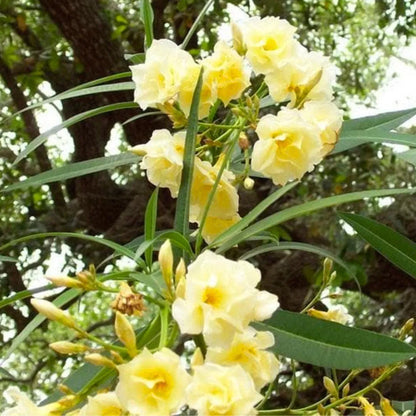 Buy Nerium Oleander Double Petal "Yellow" - Plant Online at Lalitenterprise